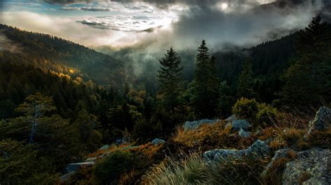 Areal Photography Of Forest Covered With Mist Under Cloudy Sky During ...