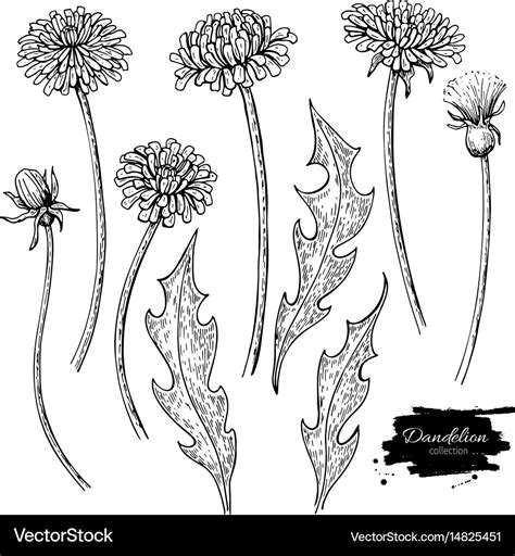 Dandelion flower drawing set isolated wild Vector Image