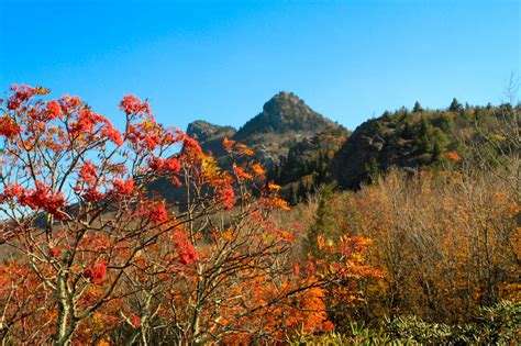 Wings & Wildflowers: Fall Foliage in Asheville, NC