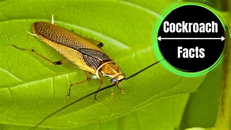 What is the Treatment for Cockroach Bite? A Visual Guide - The ...