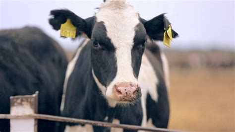 Holstein Cow Head Close Up Cow Face Milk Stock Footage SBV-318432999 ...