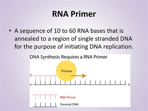 Rna Primer Function