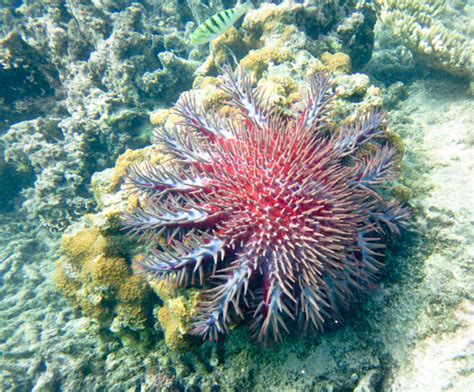 Great Barrier Reef Coral Reef Seaweed