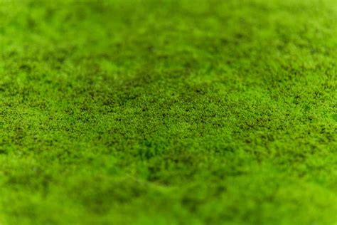 Types Of Lawn Moss And Why They Matter | Obsessed Lawn