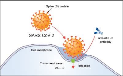 ACE-2 is shown to be the entry receptor for SARS-CoV-2: R&D Systems