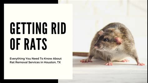 Everything You Need to Know about Rat Removal Services in Houston, TX