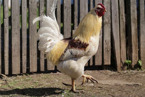 Rooster Spurs: Everything You Need to Know | Know Your Chickens