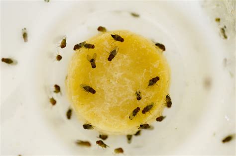 Fruit Flies in Bathroom, Drain, Skin and Home - American Celiac