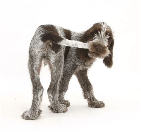 Quistel Dogs - Spinone Italiano – Peake Petcare