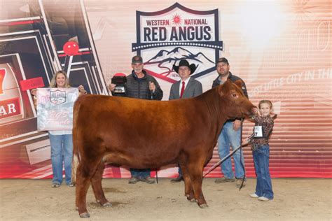 Western National Red Angus Show - Western States Red Angus Association ...