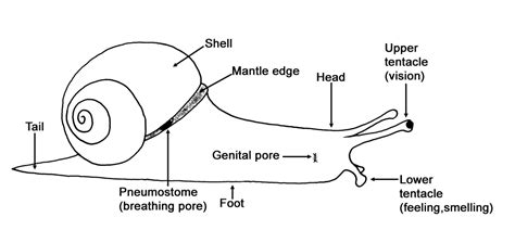 Pulmonate snails and slugscopy025 copy | Facts About Snails