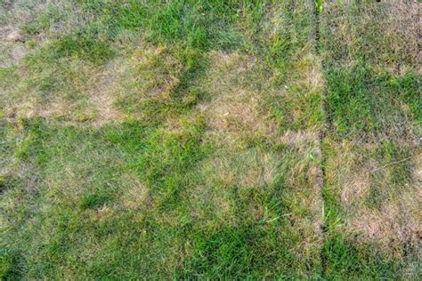 How to Aerate Your Lawn? — Our Guide with Tips (that Work)