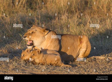 Lioness and cubs Stock Photo - Alamy