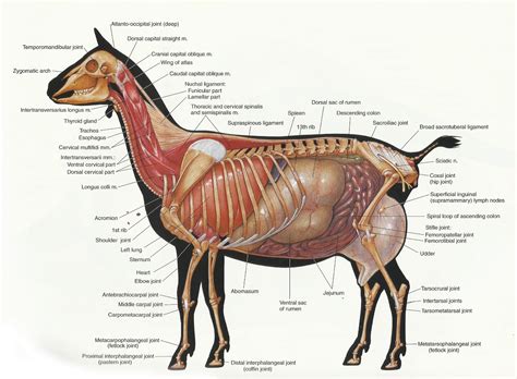 Male Goat Anatomy