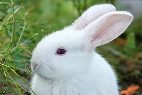 Eye Inflammation in Rabbits - Symptoms, Causes, Diagnosis, Treatment ...