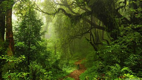 Forest Path [3840 x 2160] | Forest wallpaper, Nature wallpaper ...