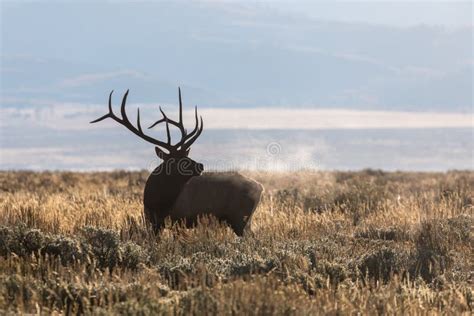 Bull Elk Bugling in the Fall Rut Stock Image - Image of deer, animal ...