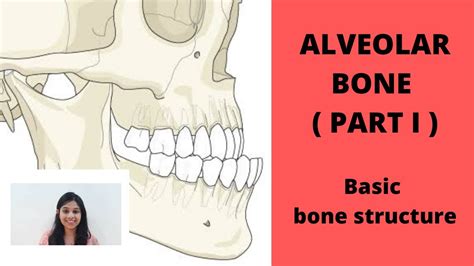 Alveolar Bone