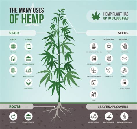 Hemp vs Marijuana (Debunking the Myth) Uncovering The Truth in 2020 ...