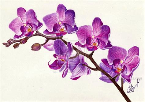 Purple orchid by Rustamova on deviantART | Orchid drawing, Flower ...