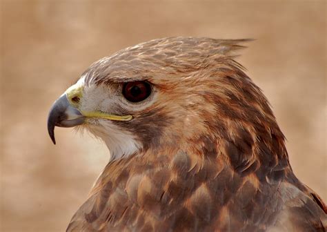 Free stock photo: Hawk, Bird Of Prey, Raptor, Bird - Free Image on ...