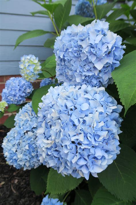 Nikko Blue+Hydrangea - Porch Daydreamer - A Beautiful Life