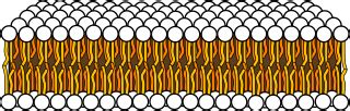 What is a Phospholipid? - Structure, Functions & Composition - Video ...