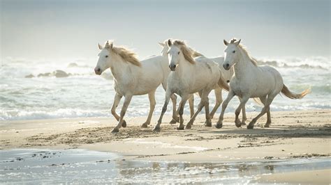 Cute White Horses Are Running On Beach Sand 4K Animals HD desktop ...