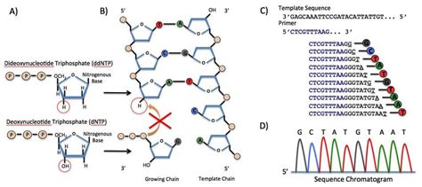 Sanger Sequencing Technique