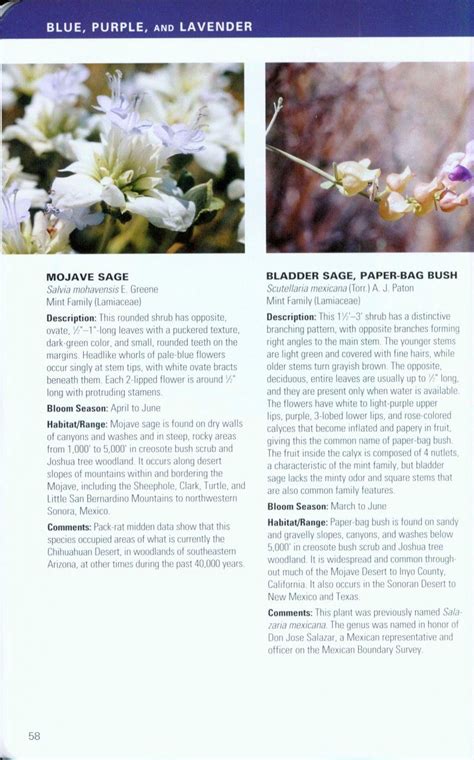 Mojave Desert Wildflowers | NHBS Field Guides & Natural History