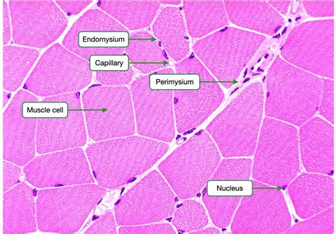 Skeletal Muscle Histology Labeled