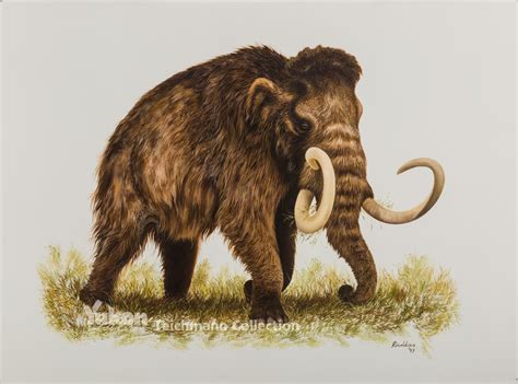 Woolly Mammoth - Bering Land Bridge National Preserve (U.S. National ...