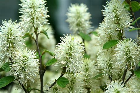 Fothergilla: flowers, fragrance & fall color