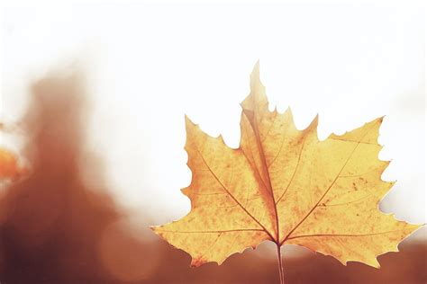 Close-Up Photo of a Maple Leaf · Free Stock Photo