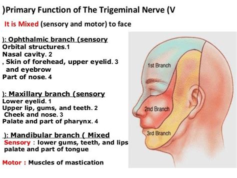 Prof. laila kAU Trigeminal Nerve