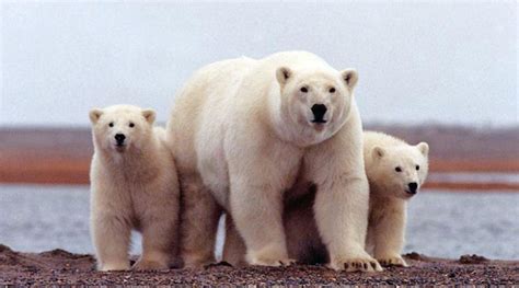 Polar bear population may decline by a third in few decades from Arctic ...