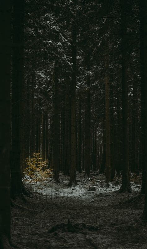 Top 999+ Dark Forest Wallpaper Full HD, 4K Free to Use