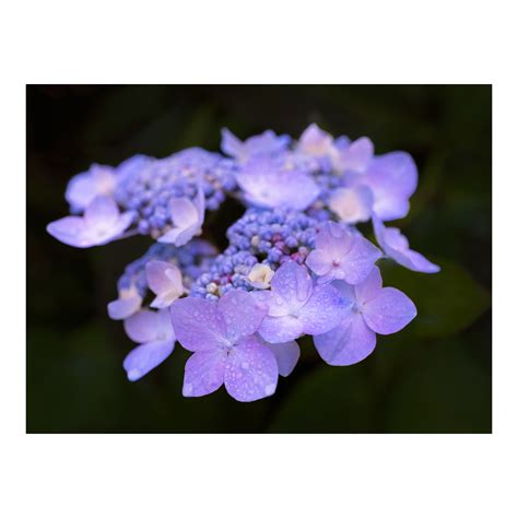 Hydrangea - Jacqui Stokes Photography