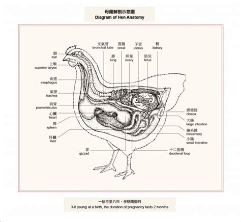 Diagram of Hen Anatomy - ART LABOR