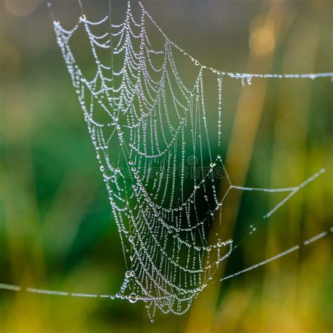 Drops of Dew on a Spider Web Stock Photo - Image of nature, spiders ...