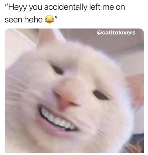 78 Cat With Human Smile Meme