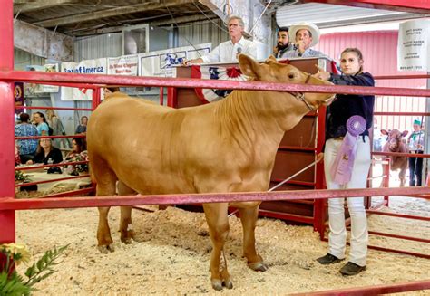 Junior Livestock Auction Returns to the Ventura County Fair | The ...