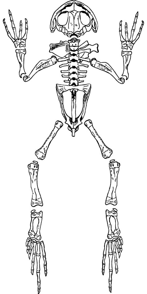 Download Frog, Skeleton, Anatomy. Royalty-Free Vector Graphic - Pixabay