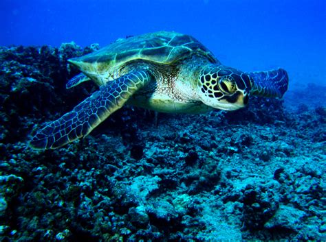 Green Sea Turtle Facts and Pictures | Reptile Fact