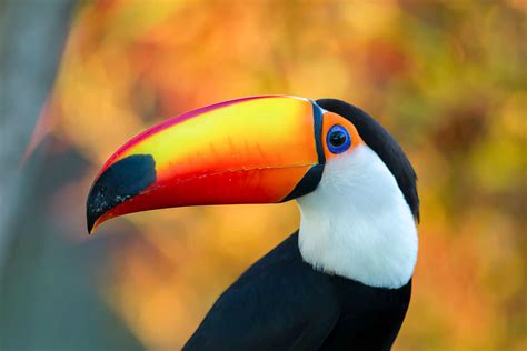 Toucan Bird Wallpaper, Free Toucan Bird, 1597x1065, #25032