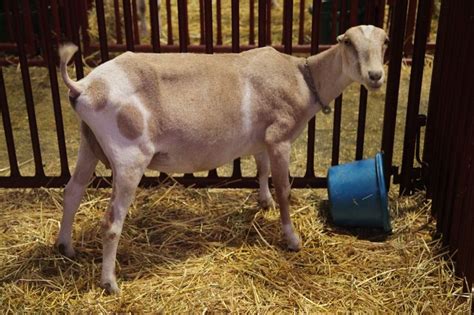 Goat in the Large Livestock Building at the Ventura County Fair. 2013 ...