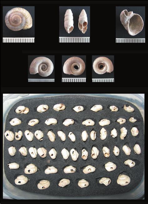 An assemblage of native pulmonate species found at Çatalhüyük (ca ...