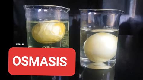 Osmosis Egg Experiment Salt Water