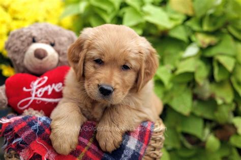 Skipper - My Golden Retriever Puppies