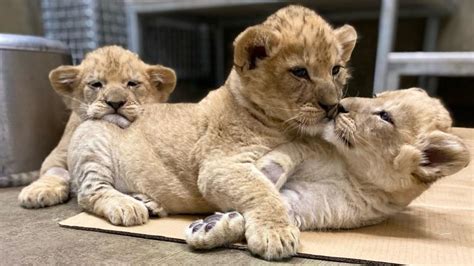 First Checkup for Lincoln Park Zoo’s Lion Cubs Reveals All 3 Are Male ...